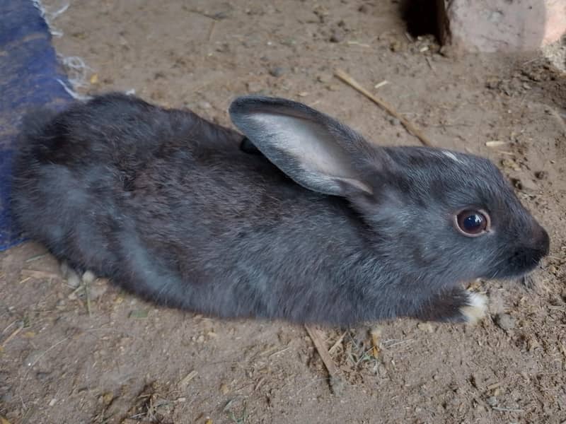rabbit pair 2