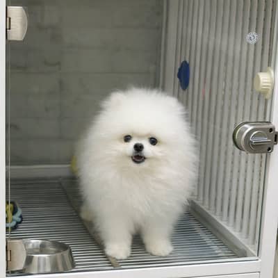 Pomeranian puppy dog urgent for sale Call My WhatsApp 0341/2721/593