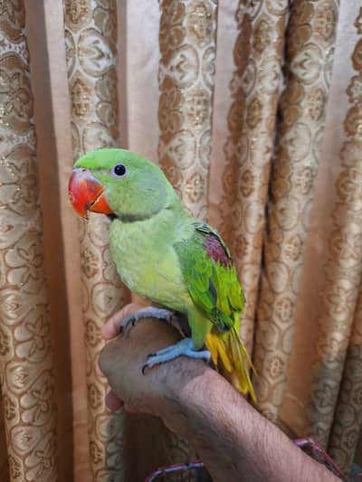 Kashmiri pahari parrots with cage