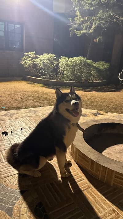 Male Siberian Husky for sale