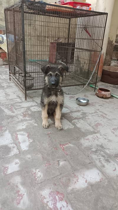 German shepherd puppy for sale