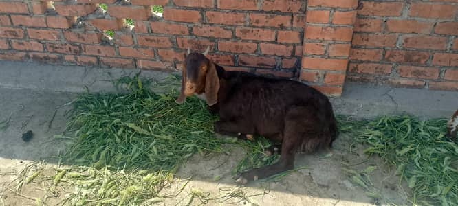 tatti bakri for sale.