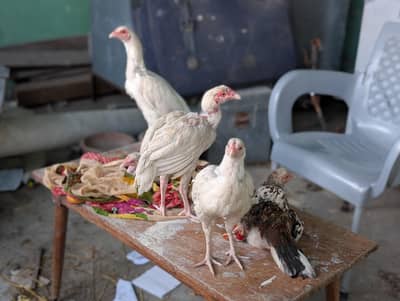 heera aseel chicks and hens