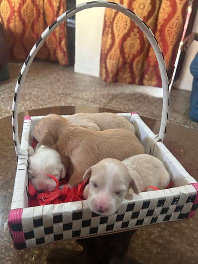 Adorable Female Russian Poodle Puppies – 2 Months Old 