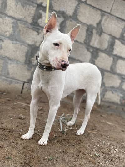 Kuhati Gultair female (on heat)