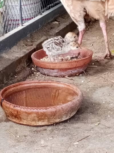 turkey breeder pair