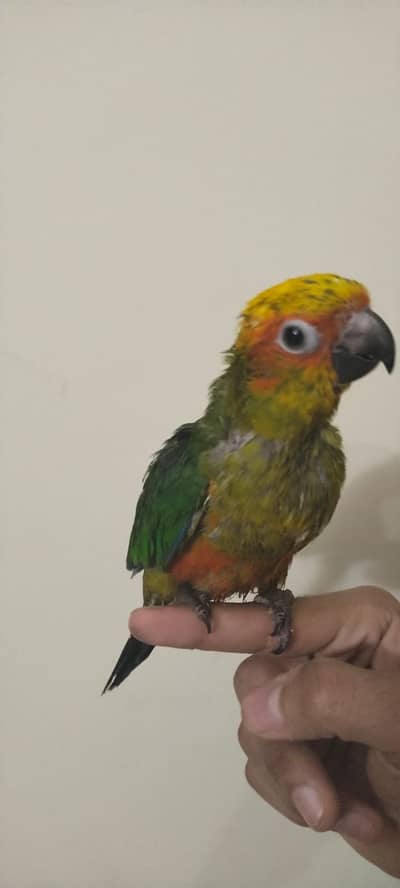 Sun conure and green conure