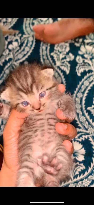 Grey and Brown American Kittens