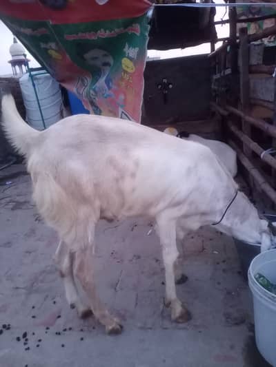 Top Quality White Nagari Cross Goat for Sale