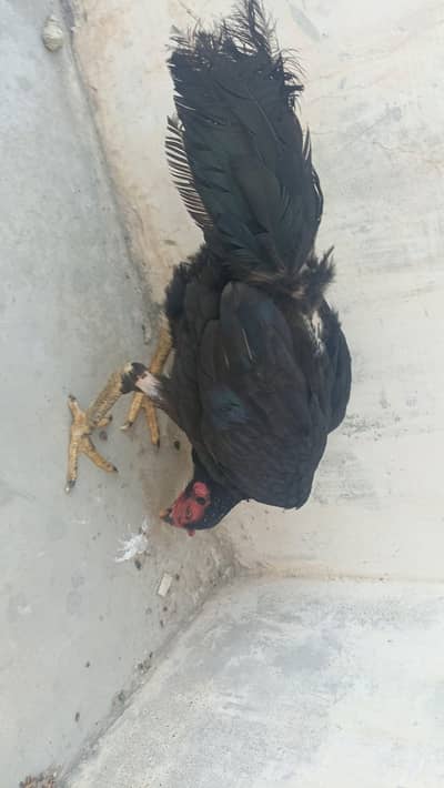 mushki murgi sale for urgent