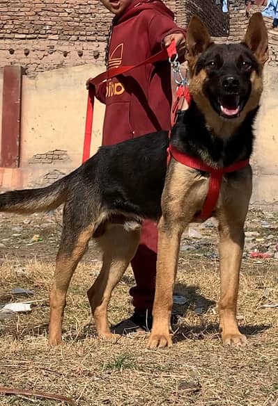 Alsatian bagiyarbifull security Dog pair available for sale