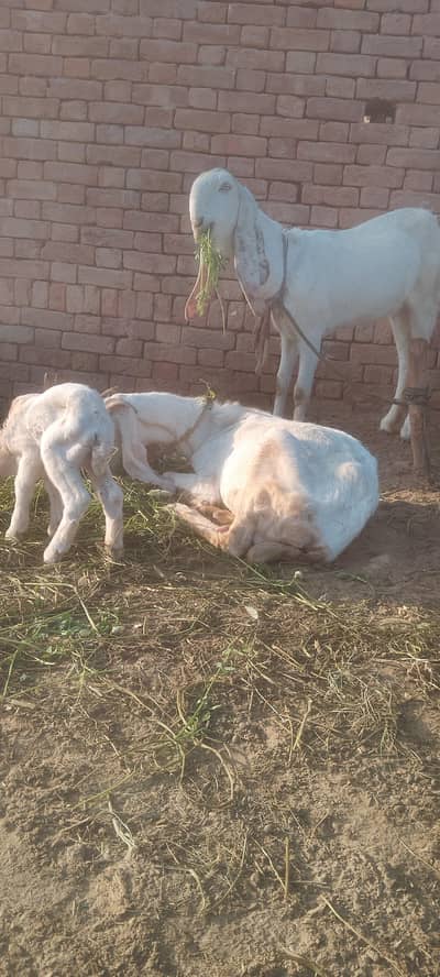 2 bakriya ky shat bucha bhi