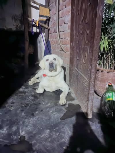 with kalar Labrador heldi activ