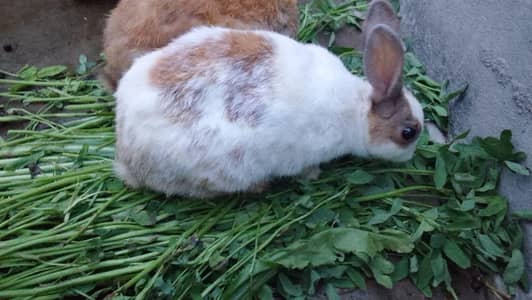 8 or 6.6 bacho wali breeder Rabbits urjant sale