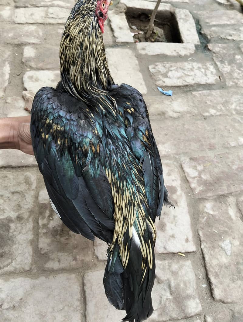 خوبصورت اور طاقتور اصیل مرغہ برائے فروخت  0