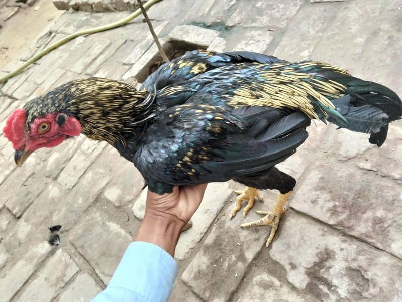 خوبصورت اور طاقتور اصیل مرغہ برائے فروخت  1
