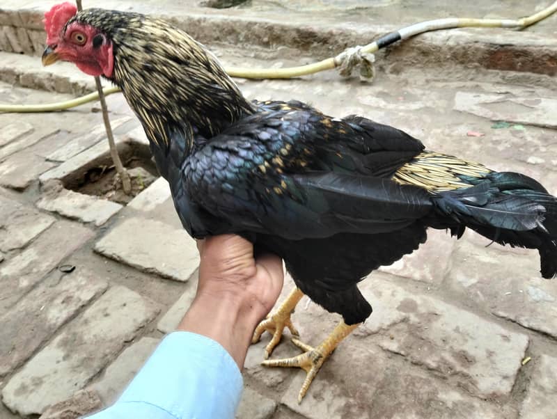 خوبصورت اور طاقتور اصیل مرغہ برائے فروخت  2