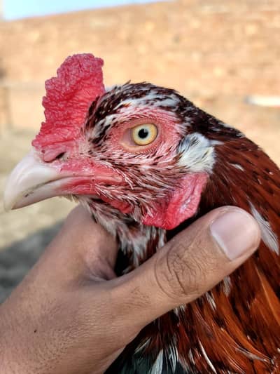 Aseel Murgha  for Sale