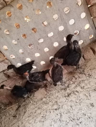 7 chicks for sale with Mother