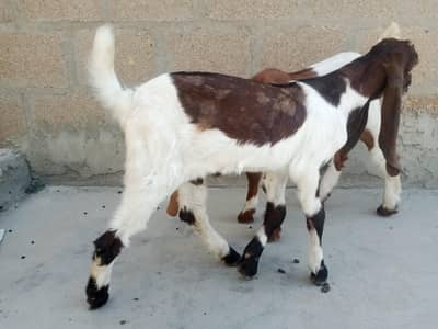 goats 4 months kamori nasal