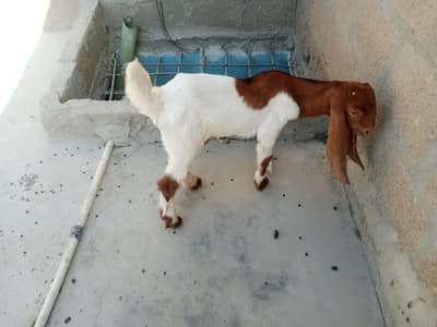 goat 3 months kamori nasal male