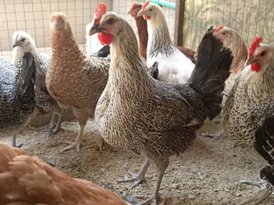 Original Misri,Desi,plus Lohman Brown Female and Males For Sale