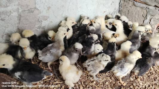 POLISH | Heavy buff |chicks 03434372541