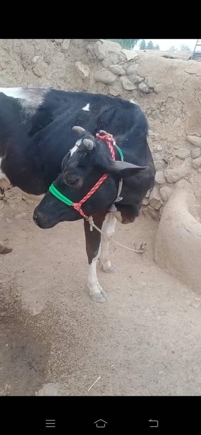 Asli Farmi cow or heifer frozen cow 