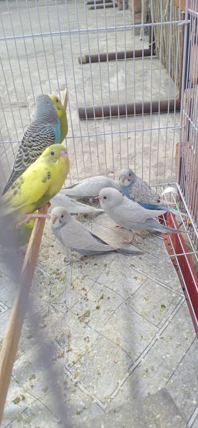 Budgie pathy pair price 800