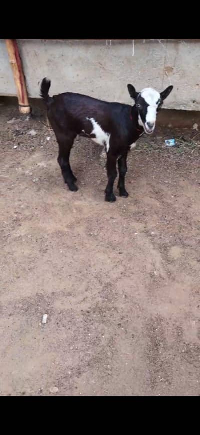 3 months old kid  white eyes genuine Munda abluck
