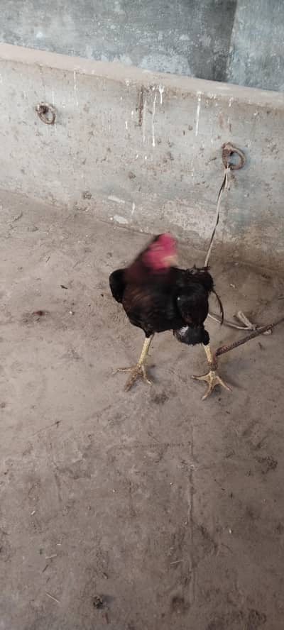 aseel Heera aseel murghy larrai waly