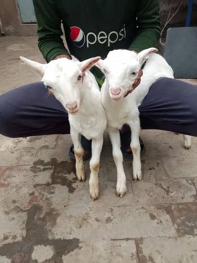 Pure Gulabi TeedA Male female White eyes