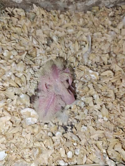 Cockatiel Breeder Pair for Sale