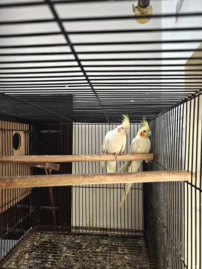 Cockatiel Breeder Pair for Sale