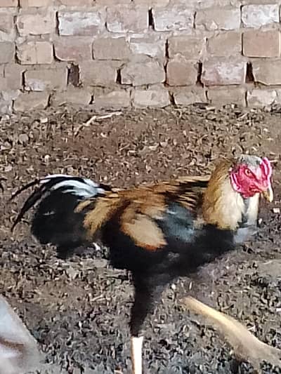 Pure Aseel Jawa for sale