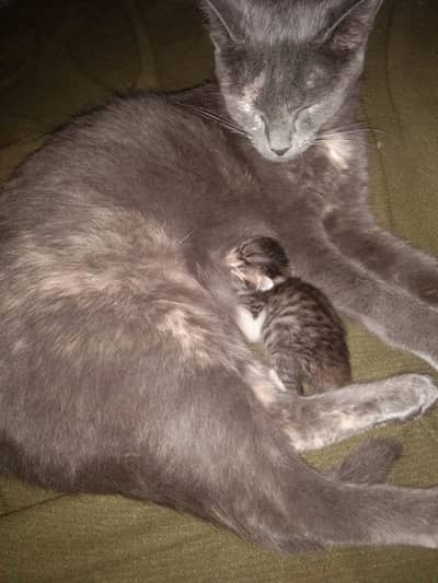 Cat for sale with newborn kitten