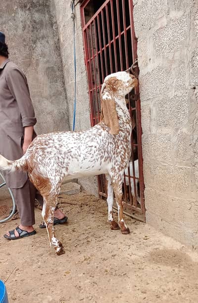 Makhi Channi & Pure Beetal goats
