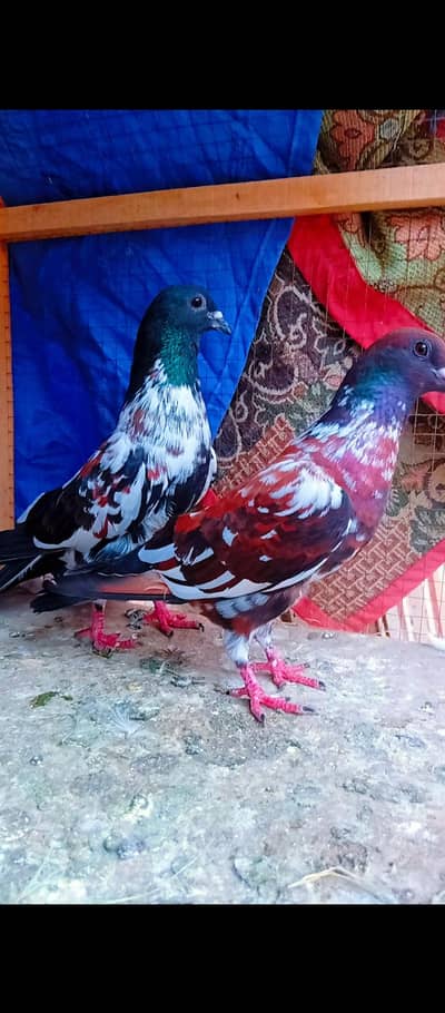 Black peshori full gulldar breeder pair pishori kabra pigeons kabotar