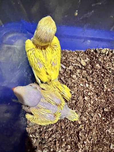 Yellow ringneck chicks