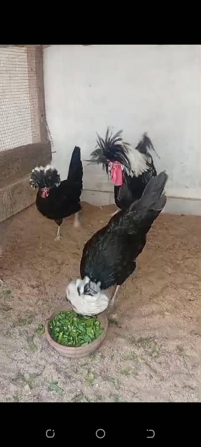 white polish black polish silver layes polish white silki