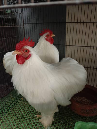 Bantam,Japanese & Polish fully healthy Active and Vaccinated For Sale