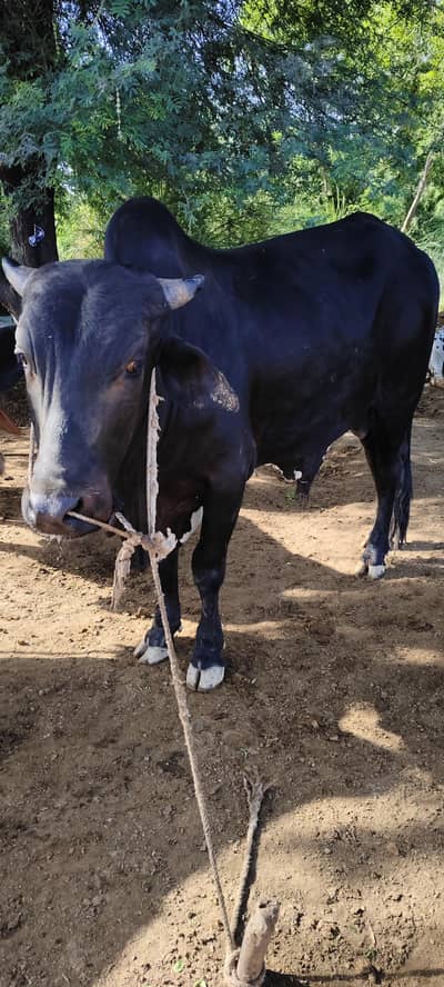 15 Bachra Available at Mirpurkhas Sindh