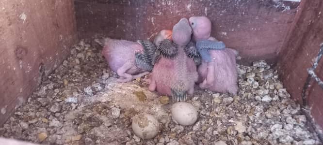 Green ringneck checks