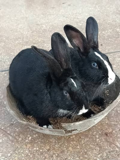 Newzealand black breeder pair veinna gene blue eyes