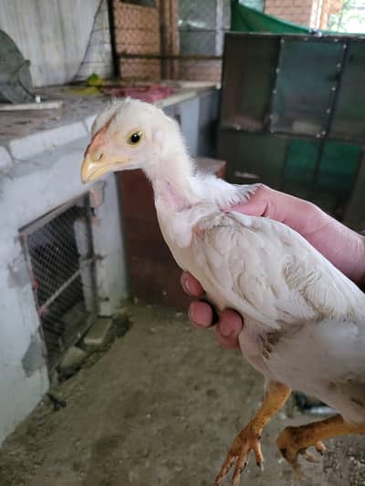 Shamo chick's  (White)