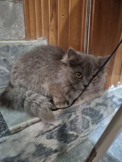 Grey Persian Cat for Sale