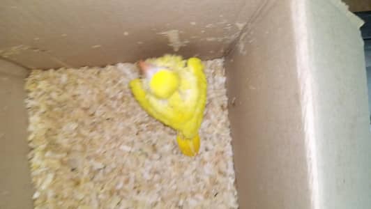 yellow ringneck for sale