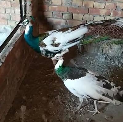 White Peacock Pair For Sale ( سفید مور )