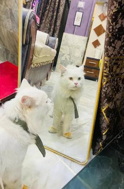 White Double coated persian Cat 