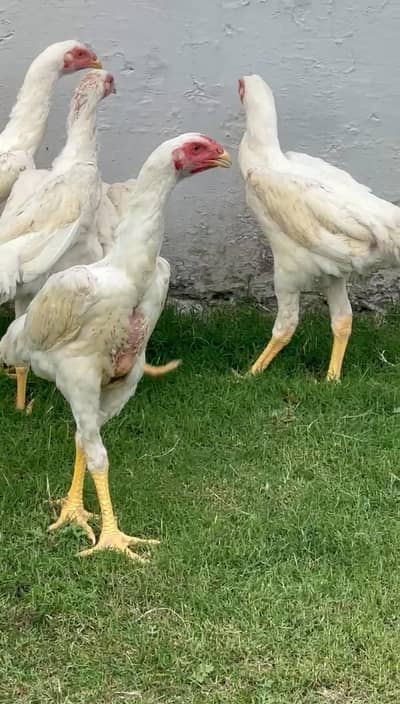 white Japanese o shamo phatay available